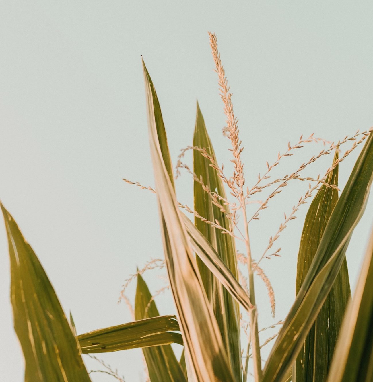 A corn tassel against a pale sky
