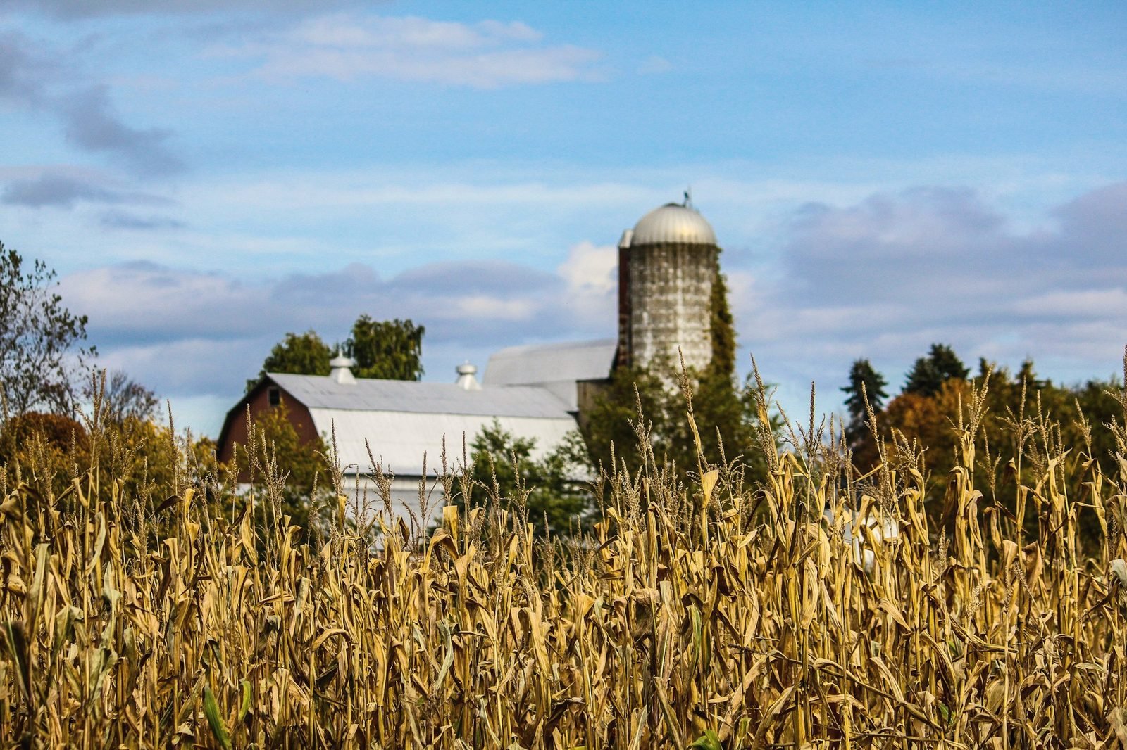 Barn and silo behind dry standing corn