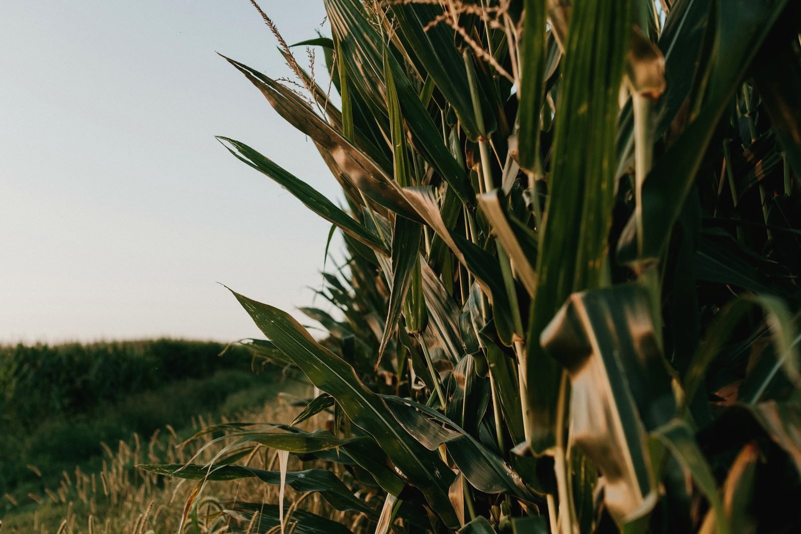 Close view of tall green corn leaves at the edge of a field