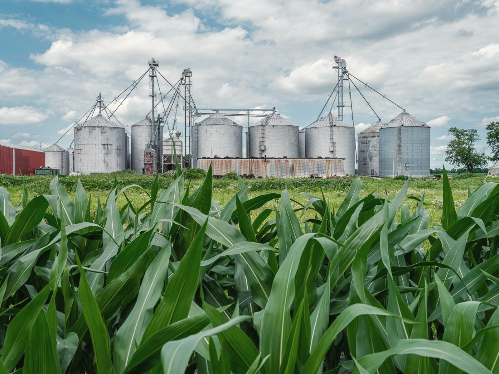 Young corn in the foreground with a row of grain bins and legs behind it under a summer sky