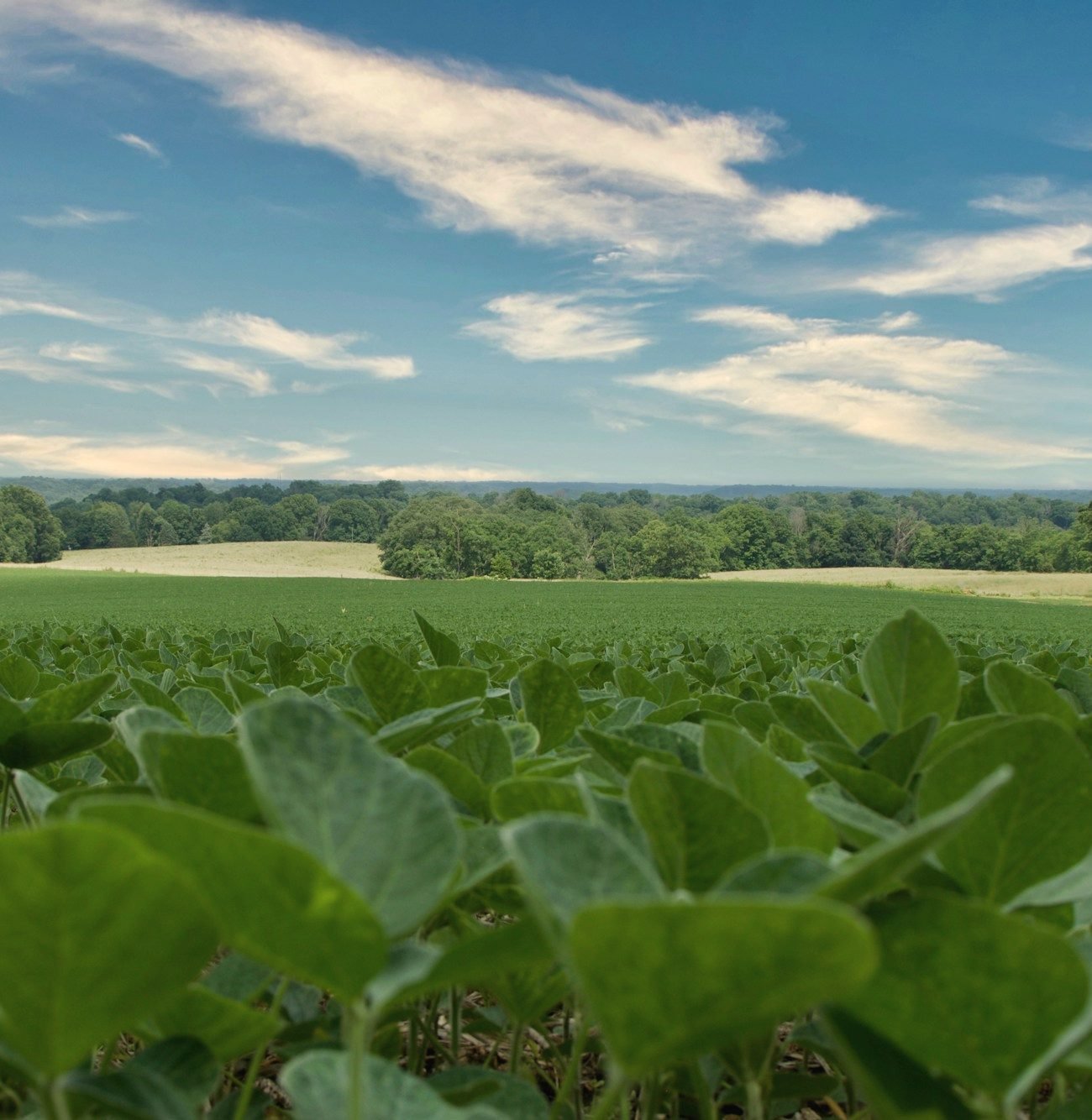 Soybean leaves filling a field under a blue sky