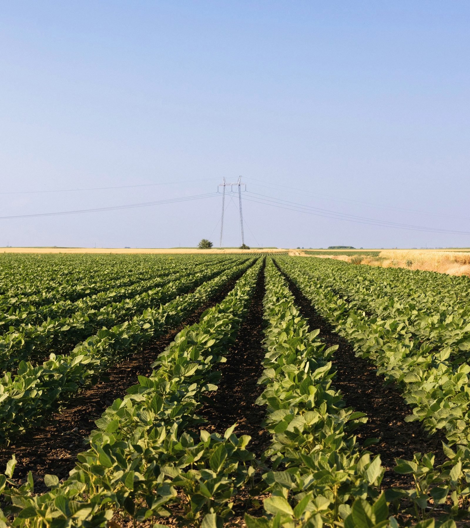 Straight rows of young soybeans running to the horizon