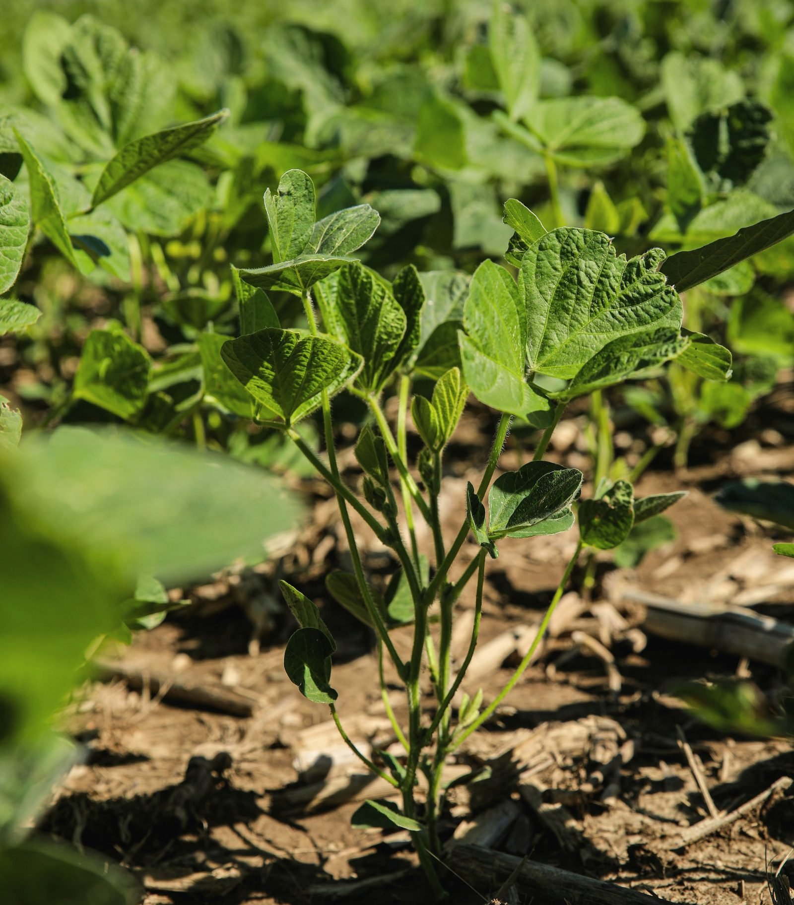 A soybean seedling in dark soil