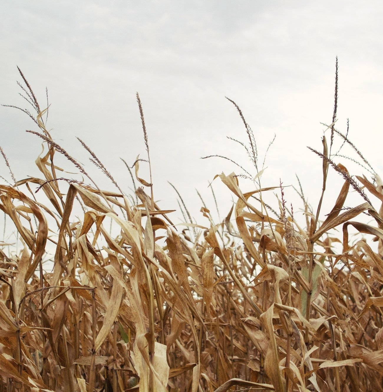 Dry brown corn stalks under a grey sky
